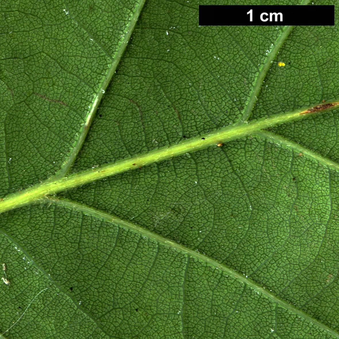High resolution image: Family: Fagaceae - Genus: Quercus - Taxon: ×streimii  (Q.petraea × Q.pubescens)